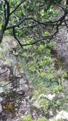 Celmisia graminifolia