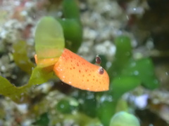 Rostanga arbutus
