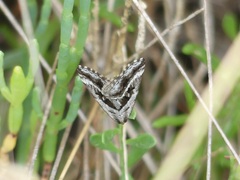Dichromodes stilbiata