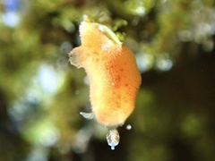 Rostanga arbutus