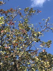 Magnoliopsida