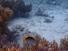 Chaetodon melannotus