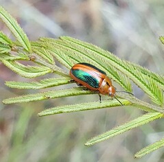 Calomela curtisi