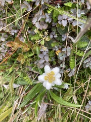 Leucogenes grandiceps