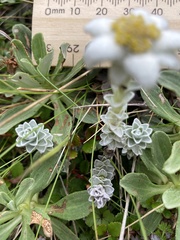 Leucogenes grandiceps