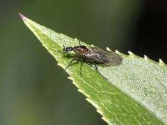 Dilophus beckeri