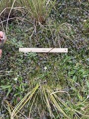 Leucogenes grandiceps