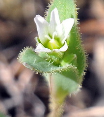 Cerastium semidecandrum