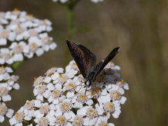 Lycaena boldenarum