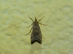 Diasemia monostigma