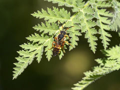 Nomada bifasciata
