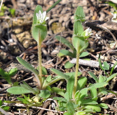 Cerastium semidecandrum