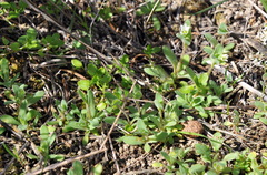 Cerastium semidecandrum