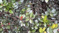 Syzygium elliptifolium