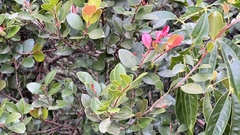Syzygium elliptifolium