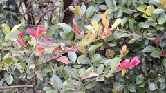 Syzygium elliptifolium