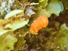 Rostanga arbutus