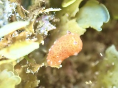 Rostanga arbutus