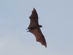 Pteropus vampyrus