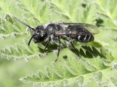Andrena chalcogastra