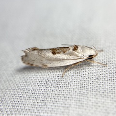 Tymbophora peltastis
