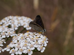 Lycaena boldenarum