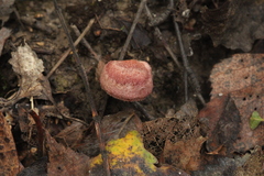 Lactarius spinosulus