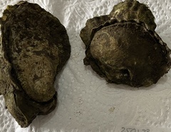 Saccostrea