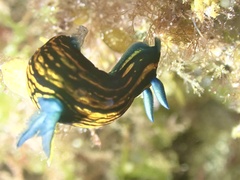 Roboastra gracilis