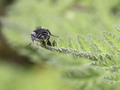 Andrena chalcogastra