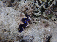 Tridacna maxima