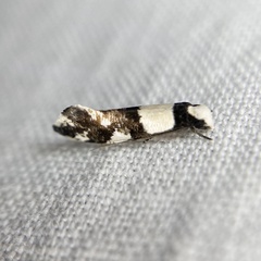 Monopis icterogastra