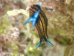 Roboastra gracilis