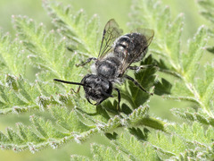 Andrena chalcogastra
