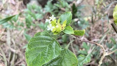 Clerodendrum canescens