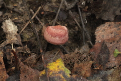 Lactarius spinosulus