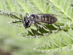 Andrena chalcogastra