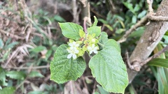 Clerodendrum canescens
