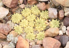 Euphorbia susannae