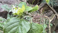 Clerodendrum canescens