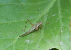 Conocephalus albescens