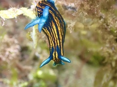 Roboastra gracilis