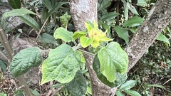 Clerodendrum canescens