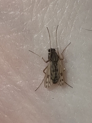 Polypedilum nubiferum