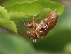 Amphipsalta zelandica