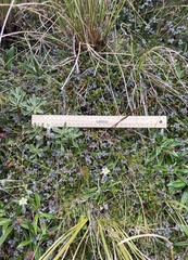 Leucogenes grandiceps