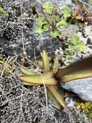 Gentianella corymbifera