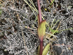 Gentianella corymbifera