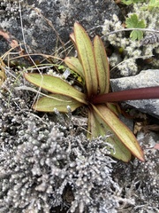 Gentianella corymbifera