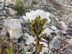 Gentianella corymbifera